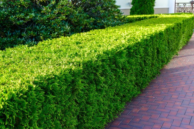 Completed Hedge with Landscaping